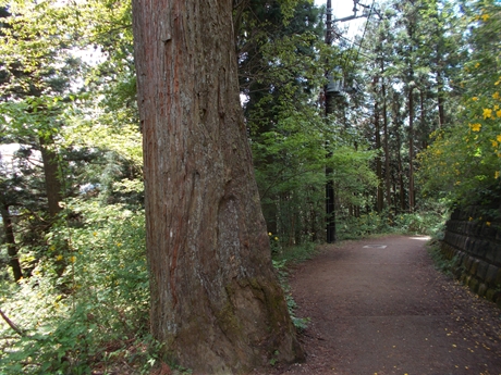 御岳の杉道